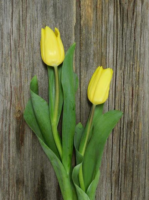 YELLOW TULIPS